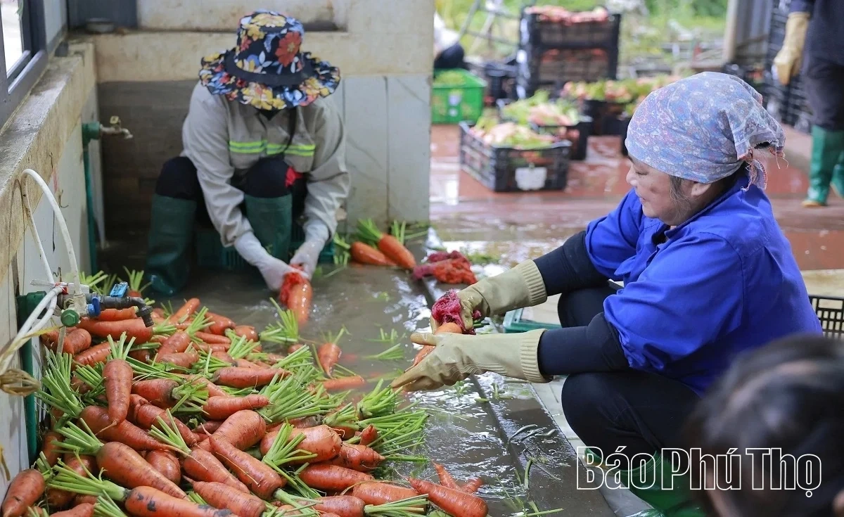 Bustling in the Fields of Tu Xa