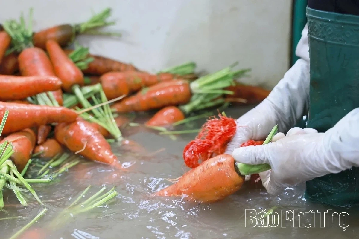 Bustling in the Fields of Tu Xa