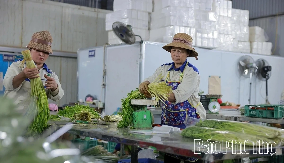 Bustling in the Fields of Tu Xa
