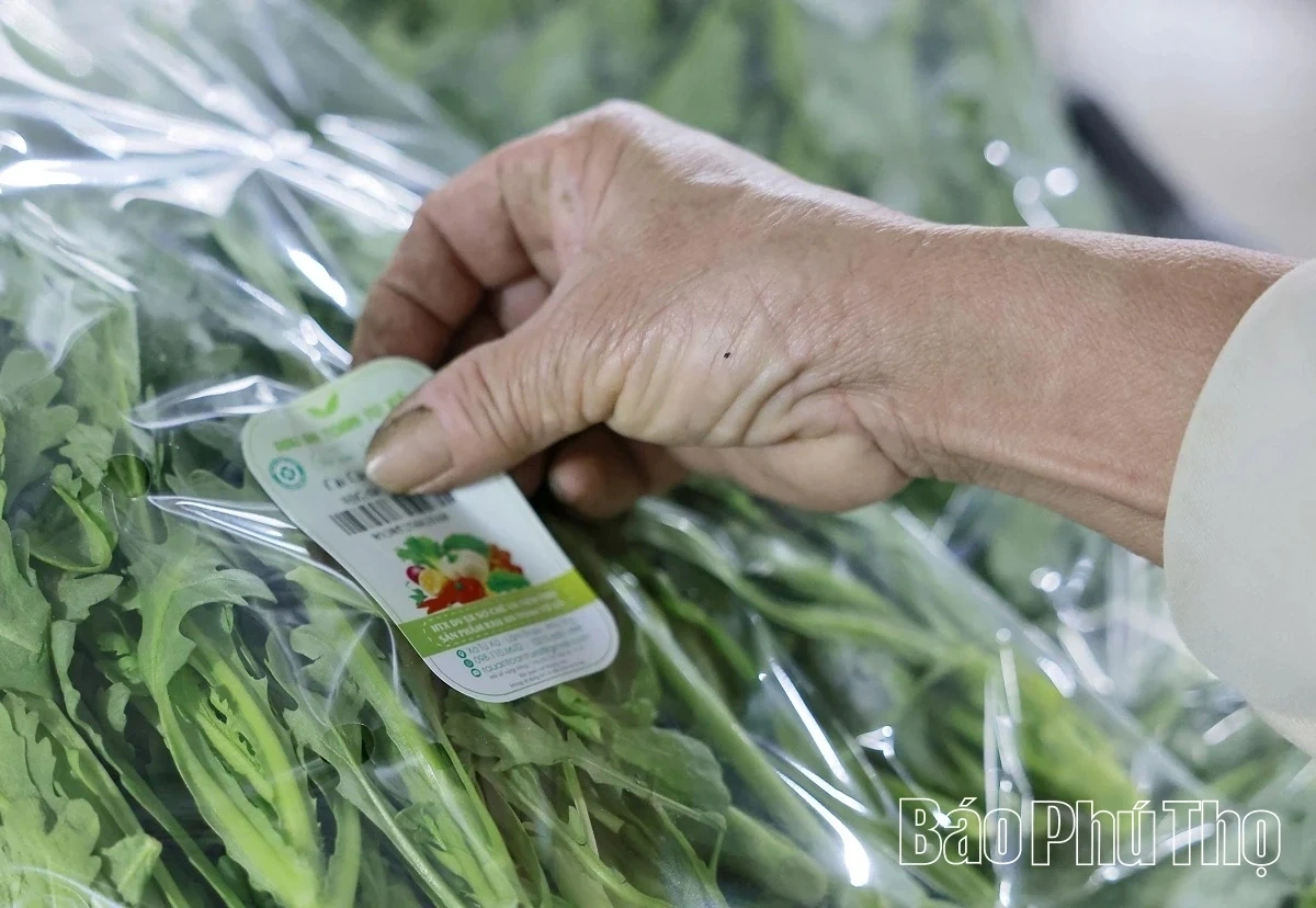 Bustling in the Fields of Tu Xa