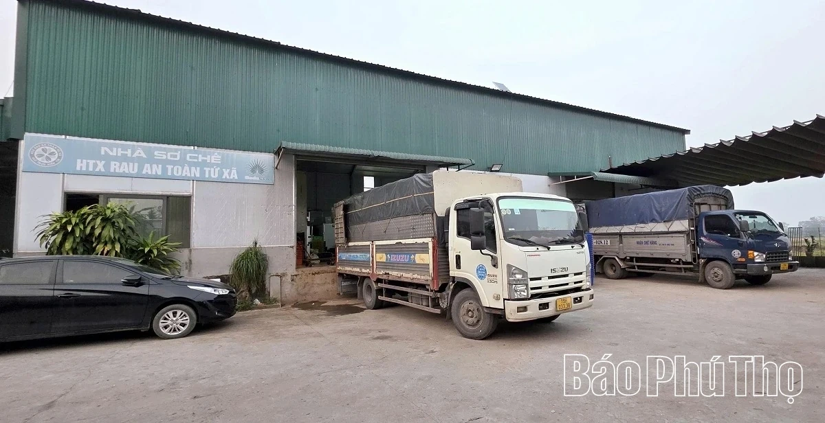 Bustling in the Fields of Tu Xa