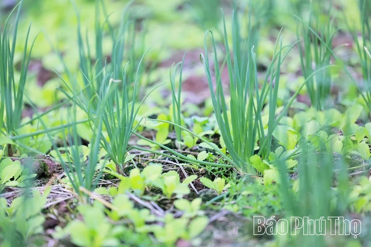 Bustling in the Fields of Tu Xa