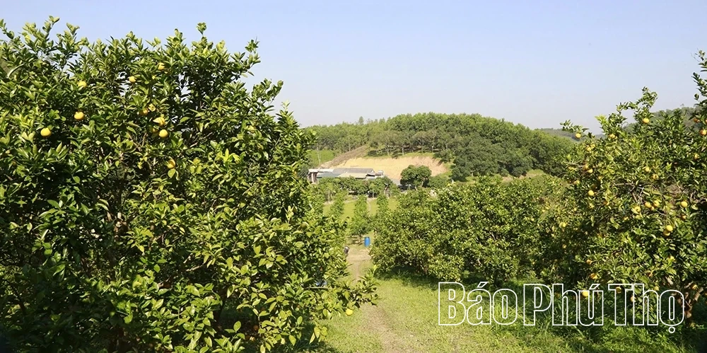 Cam vàng khoe sắc, đất cằn nở hoa