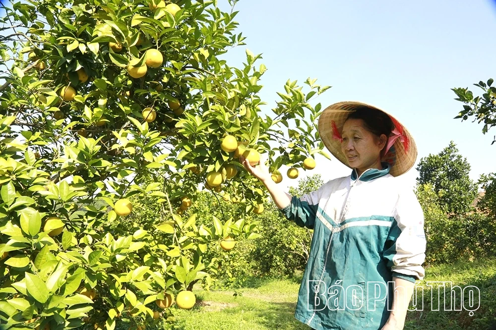 Cam vàng khoe sắc, đất cằn nở hoa