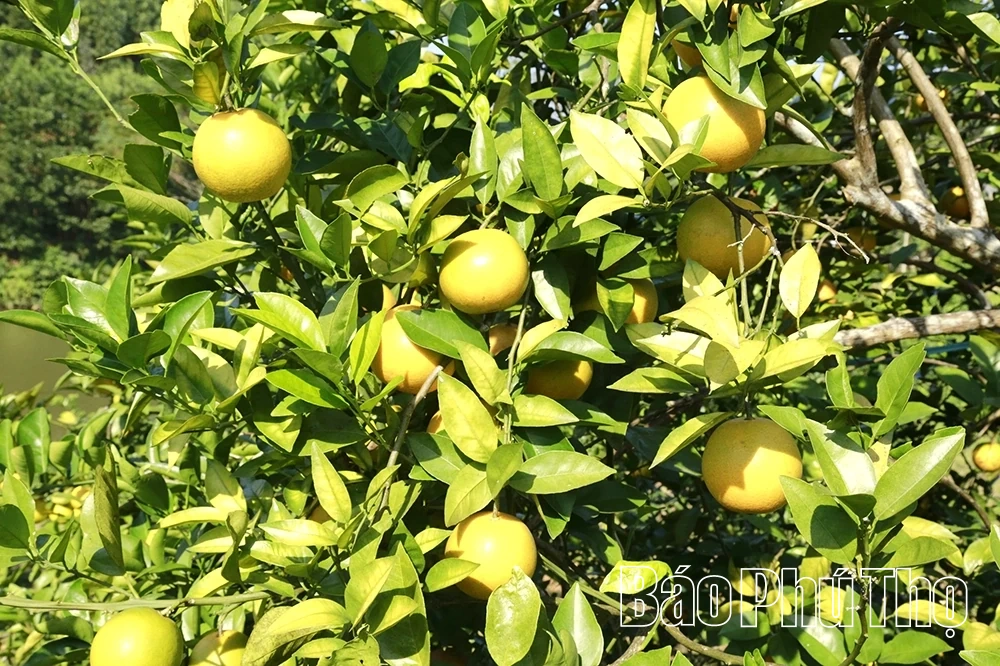 Cam vàng khoe sắc, đất cằn nở hoa