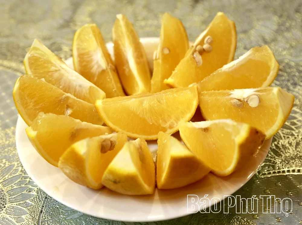 Cam vàng khoe sắc, đất cằn nở hoa