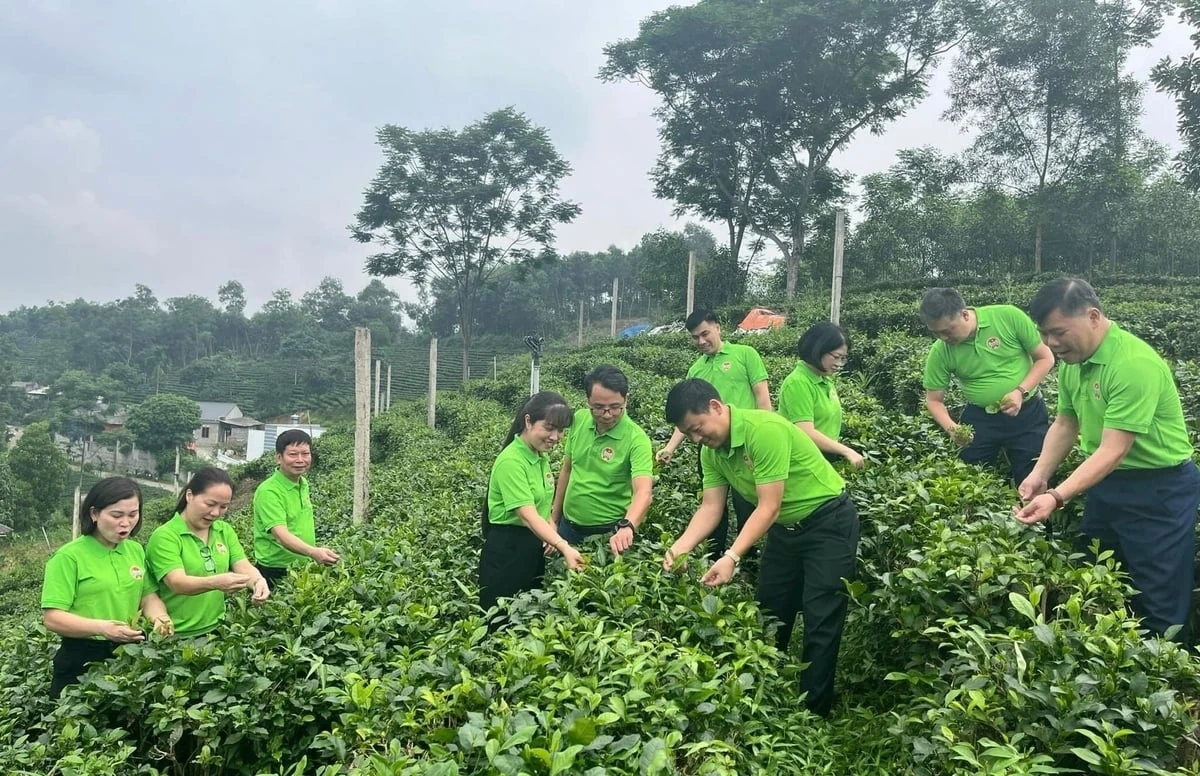 Hợp tác xã - chìa khóa giảm nghèo bền vững ở Thái Nguyên