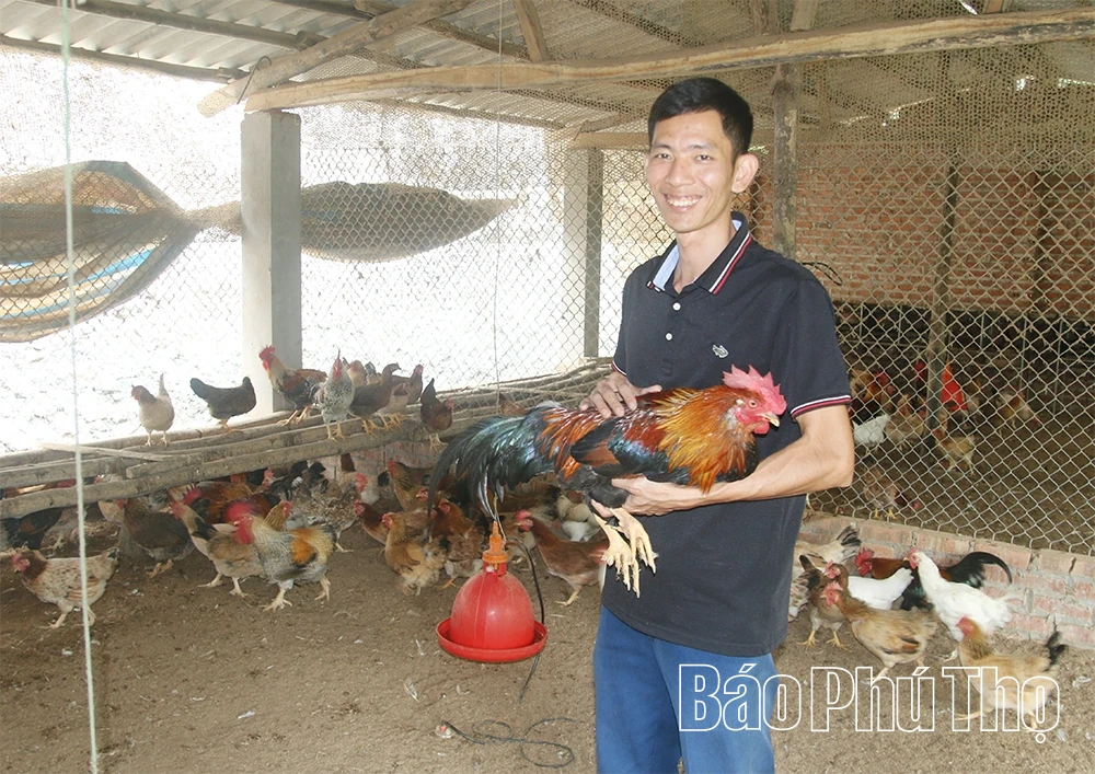 Chăn gà du mục - Bảo tồn và phát huy nguồn gen gà nhiều cựa Tân Sơn