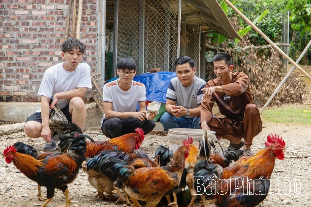 Chăn gà du mục - Bảo tồn và phát huy nguồn gen gà nhiều cựa Tân Sơn