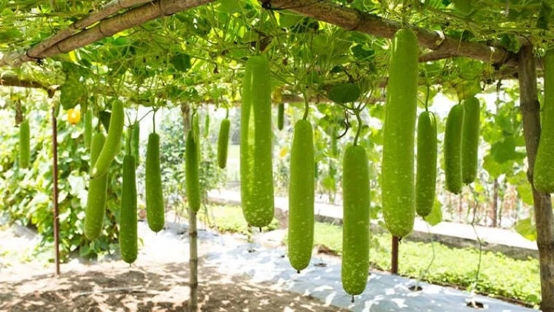 Giá cả thị trường ngày 22/12/2025