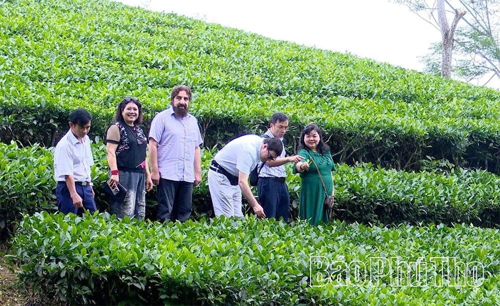 Quản lý và phát triển nhãn hiệu để nâng tầm thương hiệu “Chè Phú Thọ”