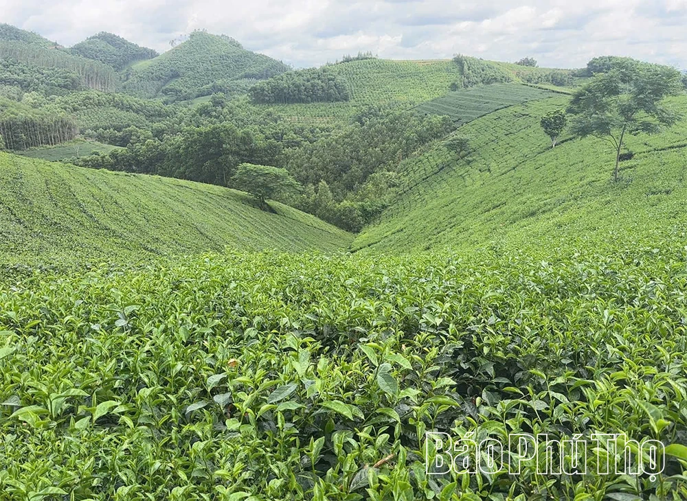 Đất quê vương vấn tình chè