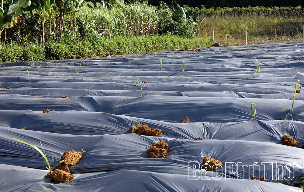 Mía ngọt Mường Thàng