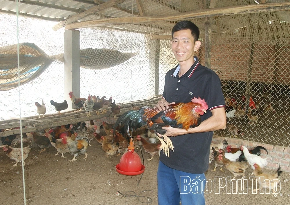 Nomadic Chicken Farming - Preserving and Promoting the Multi-Claw Chicken Breed of Tan Son