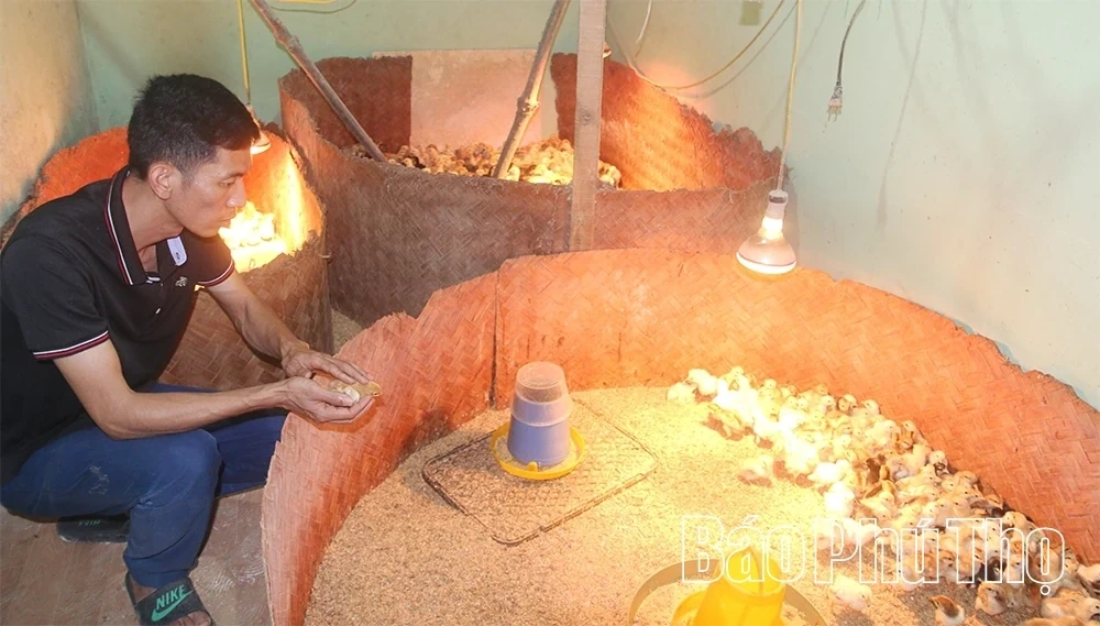 Nomadic Chicken Farming - Preserving and Promoting the Multi-Claw Chicken Breed of Tan Son