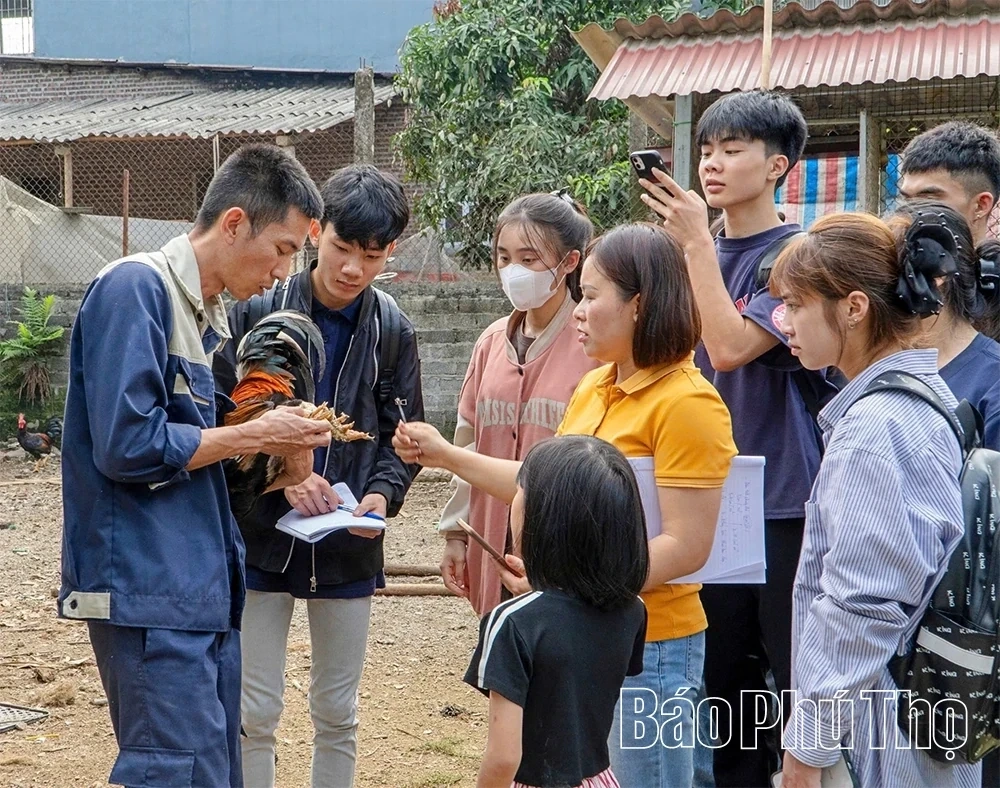 Nomadic Chicken Farming - Preserving and Promoting the Multi-Claw Chicken Breed of Tan Son