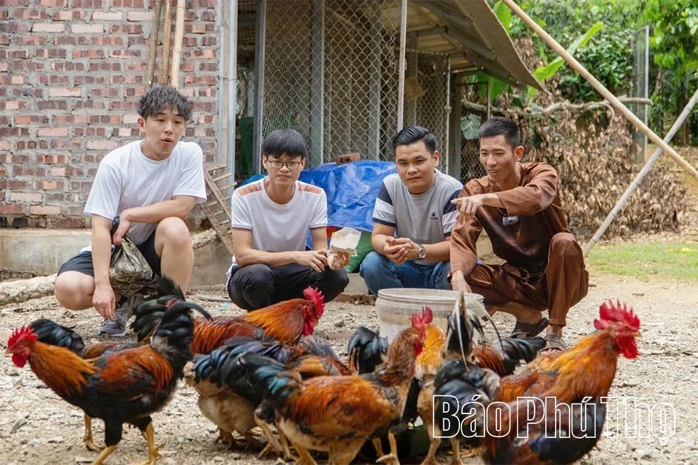 Nomadic Chicken Farming - Preserving and Promoting the Multi-Claw Chicken Breed of Tan Son