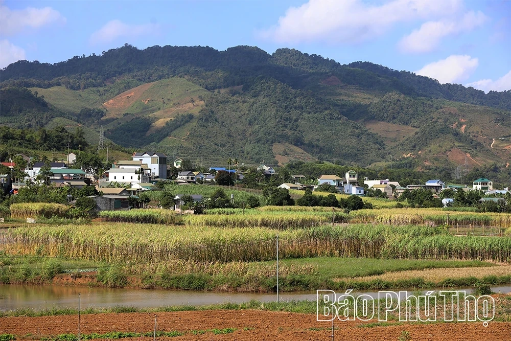 Sweet Sugar Cane of Muong Thang