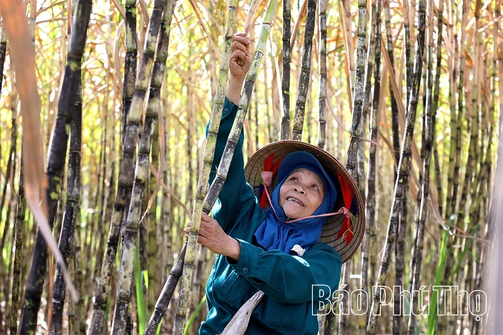 Sweet Sugar Cane of Muong Thang