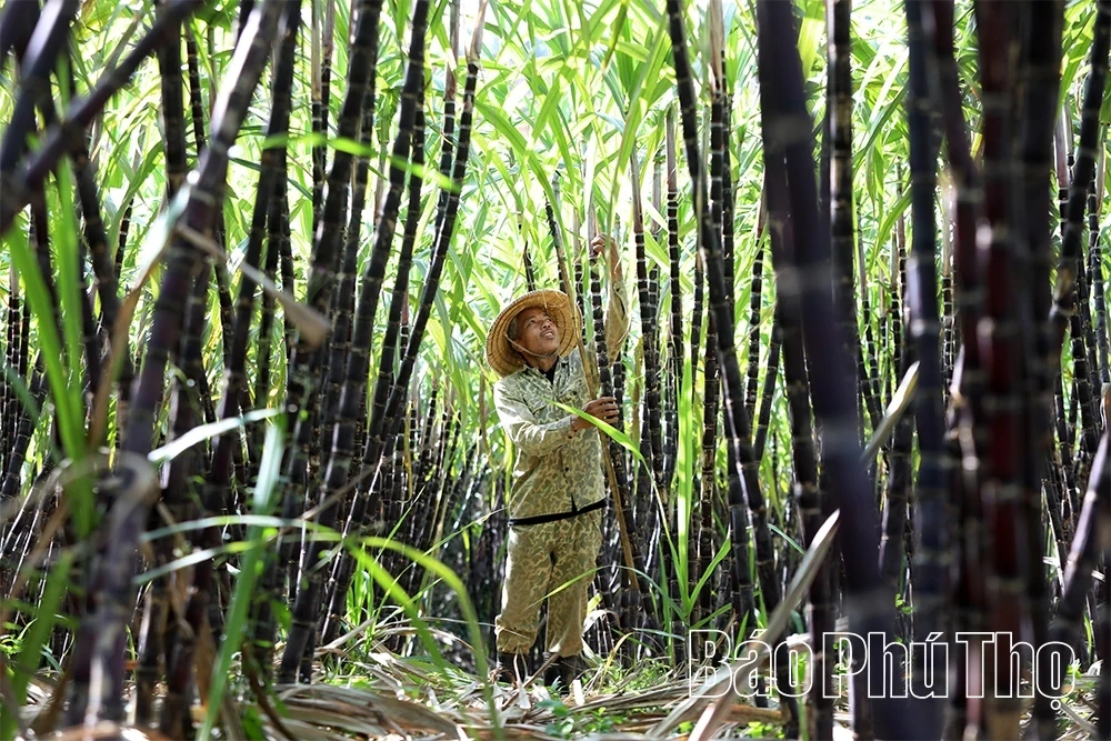 Sweet Sugar Cane of Muong Thang