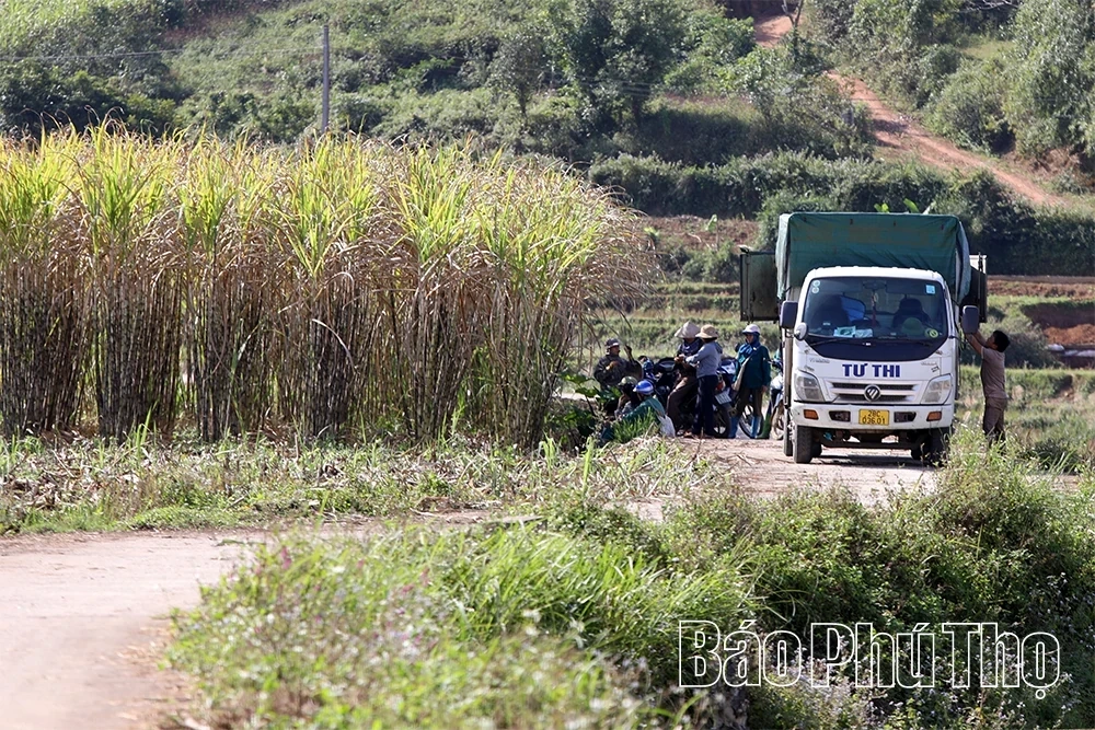 Sweet Sugar Cane of Muong Thang
