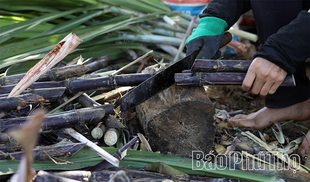 Sweet Sugar Cane of Muong Thang