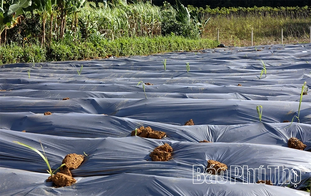 Sweet Sugar Cane of Muong Thang