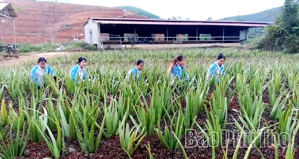 Cây nha đam trên đất Long Cốc