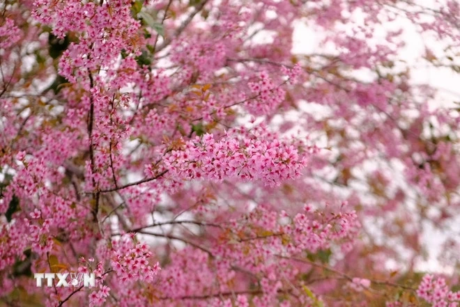 Lâm Đồng: Mai anh đào Đà Lạt vào mùa đẹp nhất, thu hút nhiều du khách