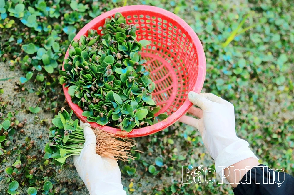 “Đánh thức” mầm xanh