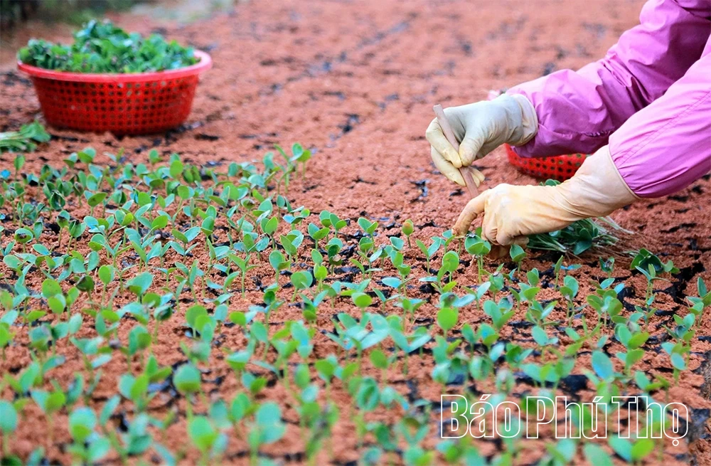“Đánh thức” mầm xanh
