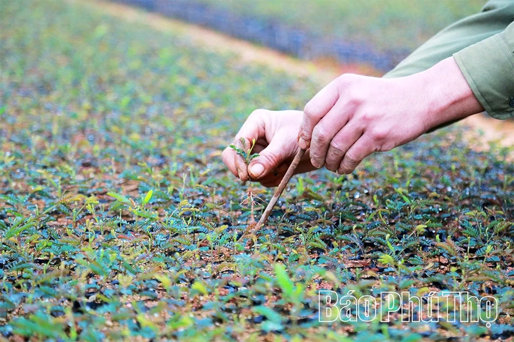 “Đánh thức” mầm xanh