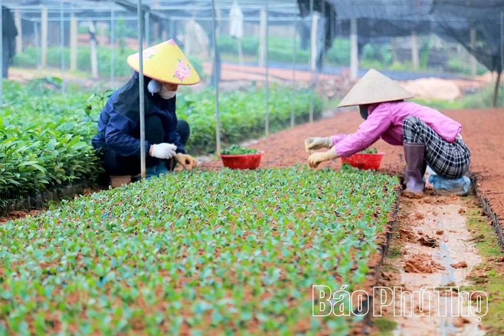 “Đánh thức” mầm xanh