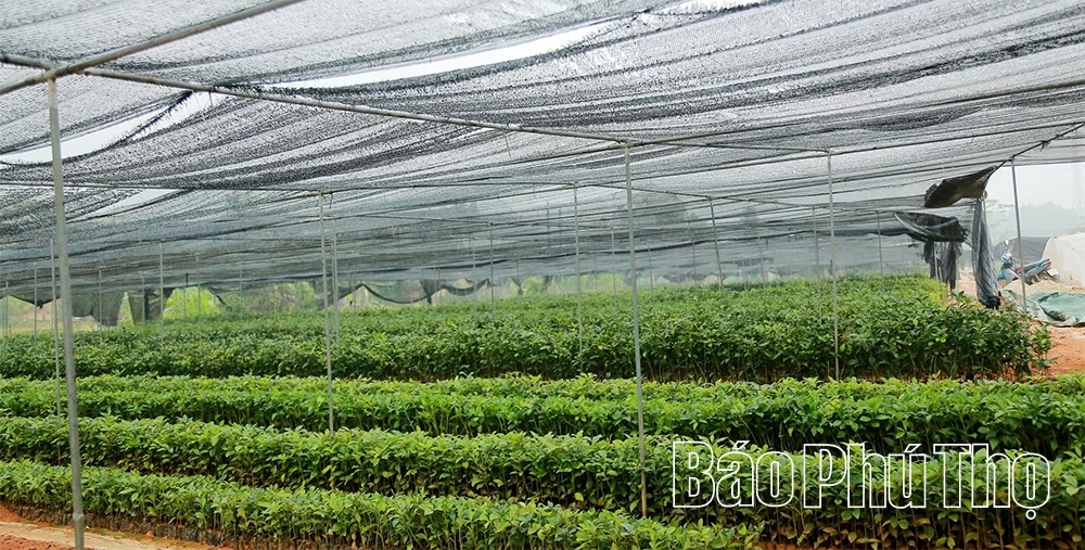 “Đánh thức” mầm xanh