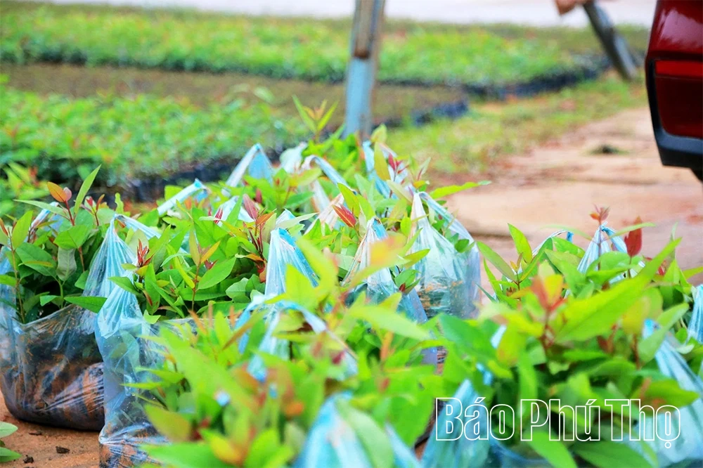 “Đánh thức” mầm xanh