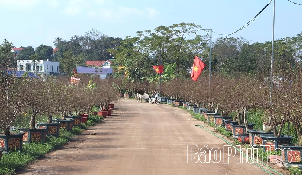 Làng nghề hoa đào Nhà Nít vào vụ Tết