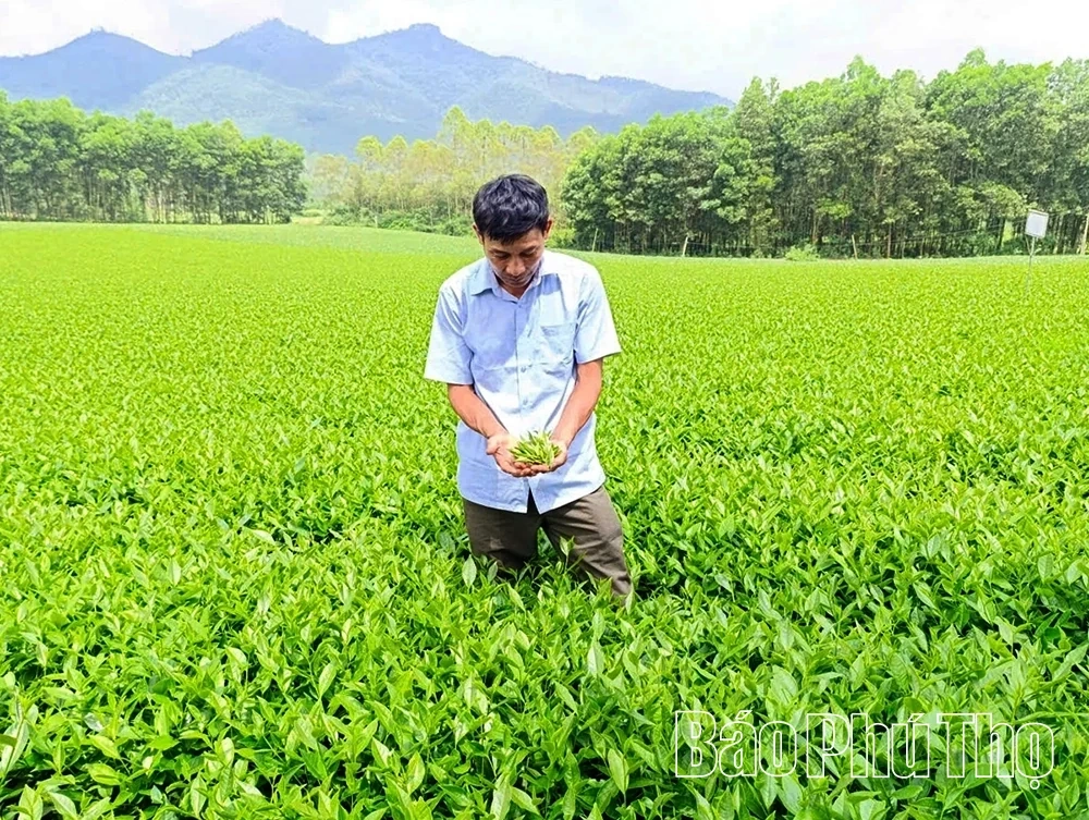 Halal: A Potential Market for Phu Tho Tea