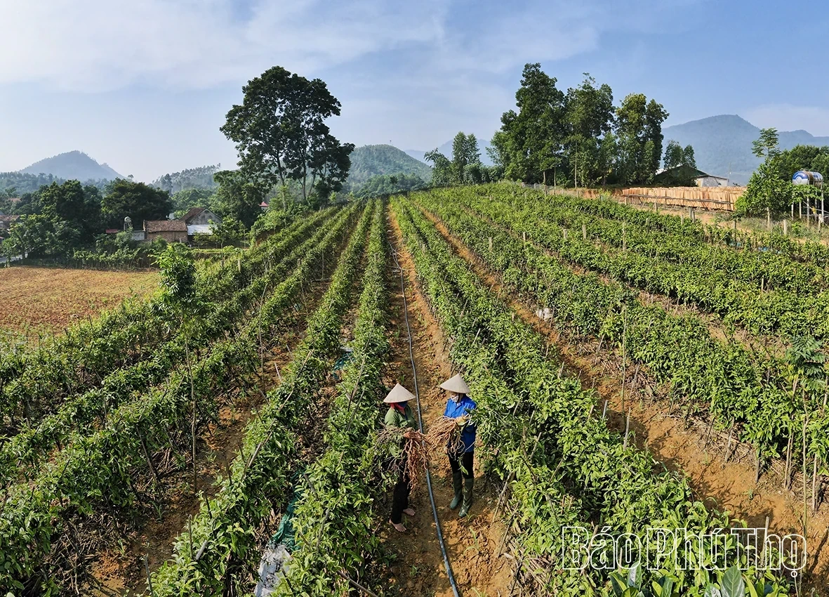 Purple morinda root: The Medicinal Plant Paving the Way for Sustainable Poverty Reduction