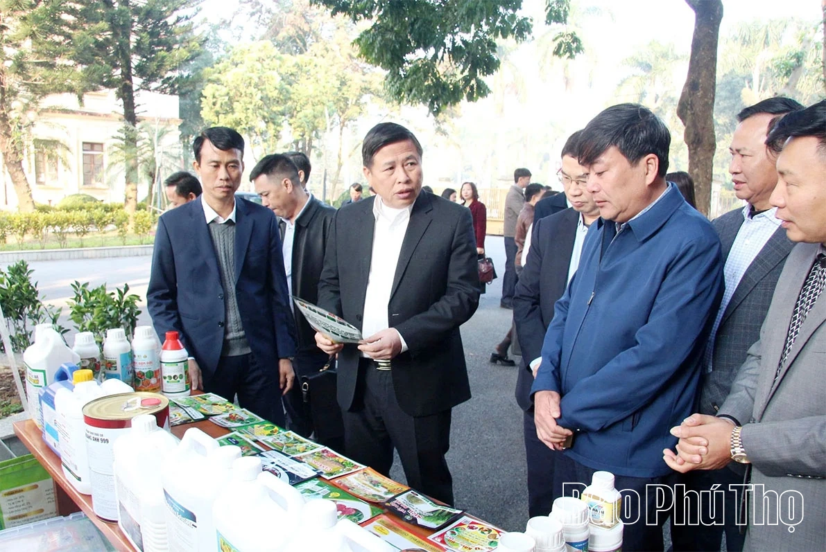 Tạo nền tảng bền vững cho vùng cây ăn quả có múi sau tái canh giai đoạn 2026-2030