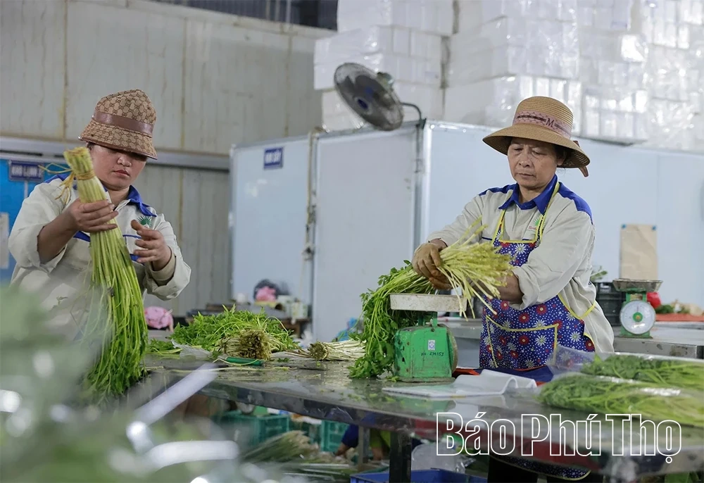 Nông nghiệp Phú Thọ: Vượt thiên tai, giữ đà tăng trưởng