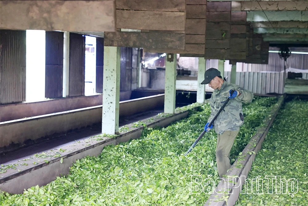 Nông nghiệp Phú Thọ: Vượt thiên tai, giữ đà tăng trưởng