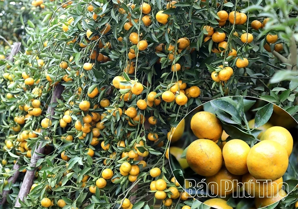 The Sweet Harvest on the Thu Cuc hills