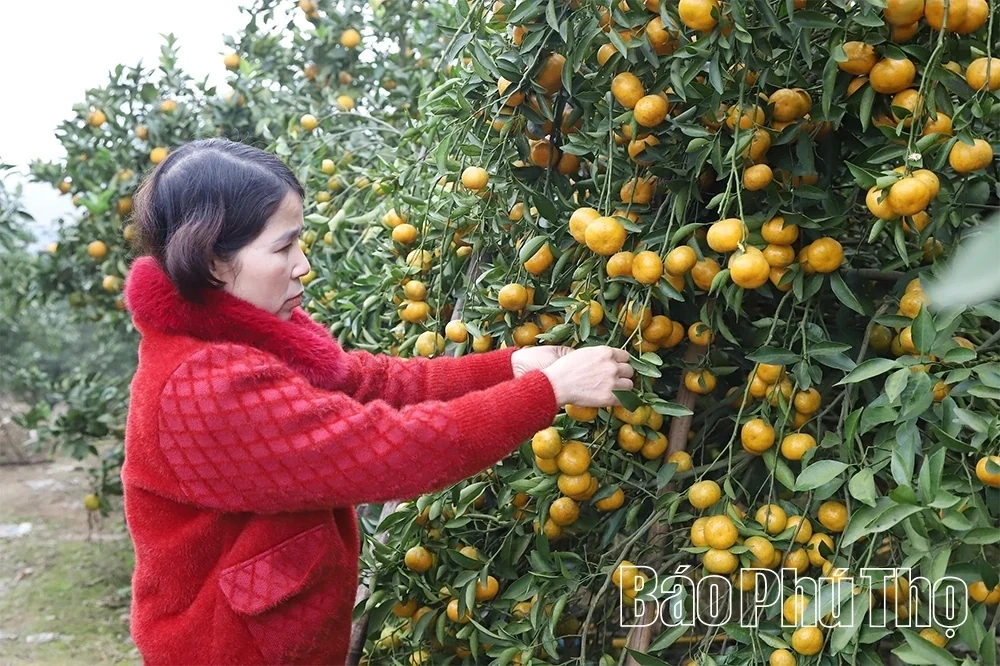 The Sweet Harvest on the Thu Cuc hills