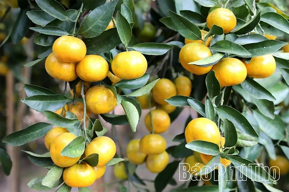 The Sweet Harvest on the Thu Cuc hills