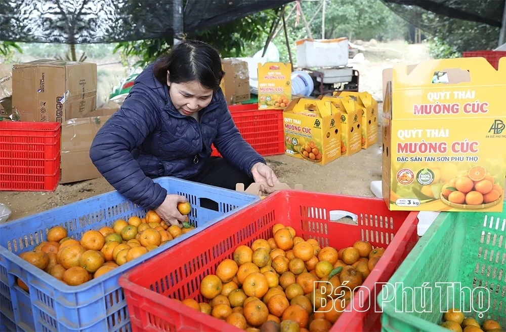 The Sweet Harvest on the Thu Cuc hills