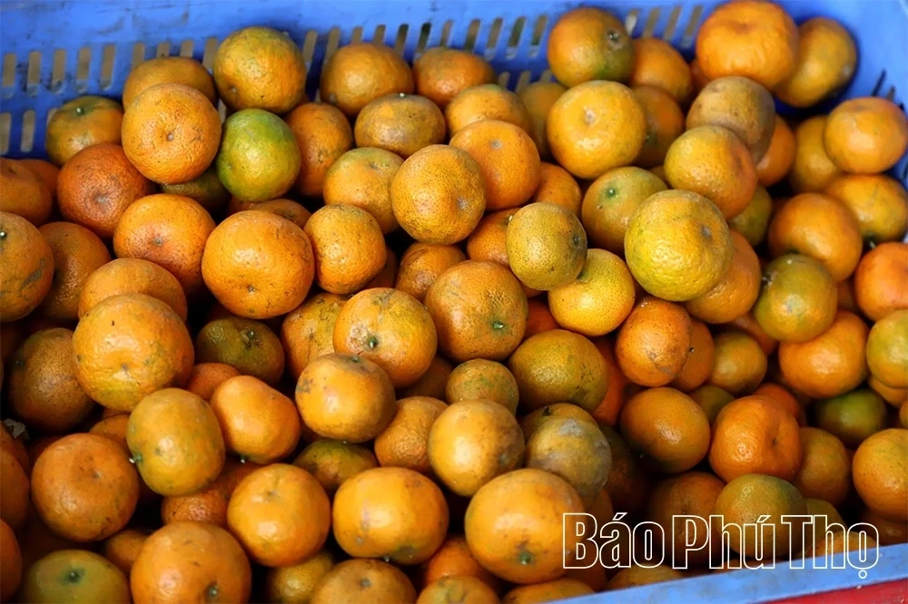 The Sweet Harvest on the Thu Cuc hills