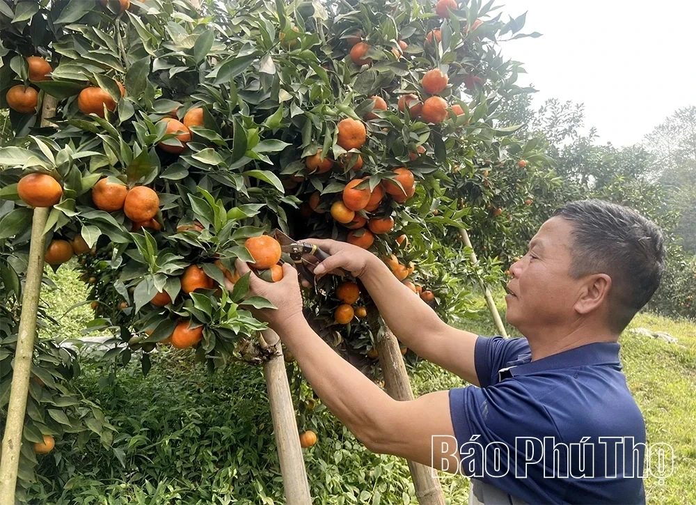 The Sweet Harvest on the Thu Cuc hills