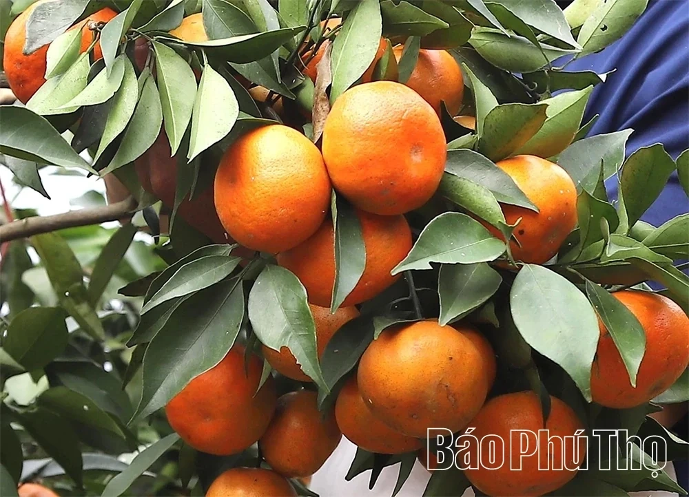 The Sweet Harvest on the Thu Cuc hills