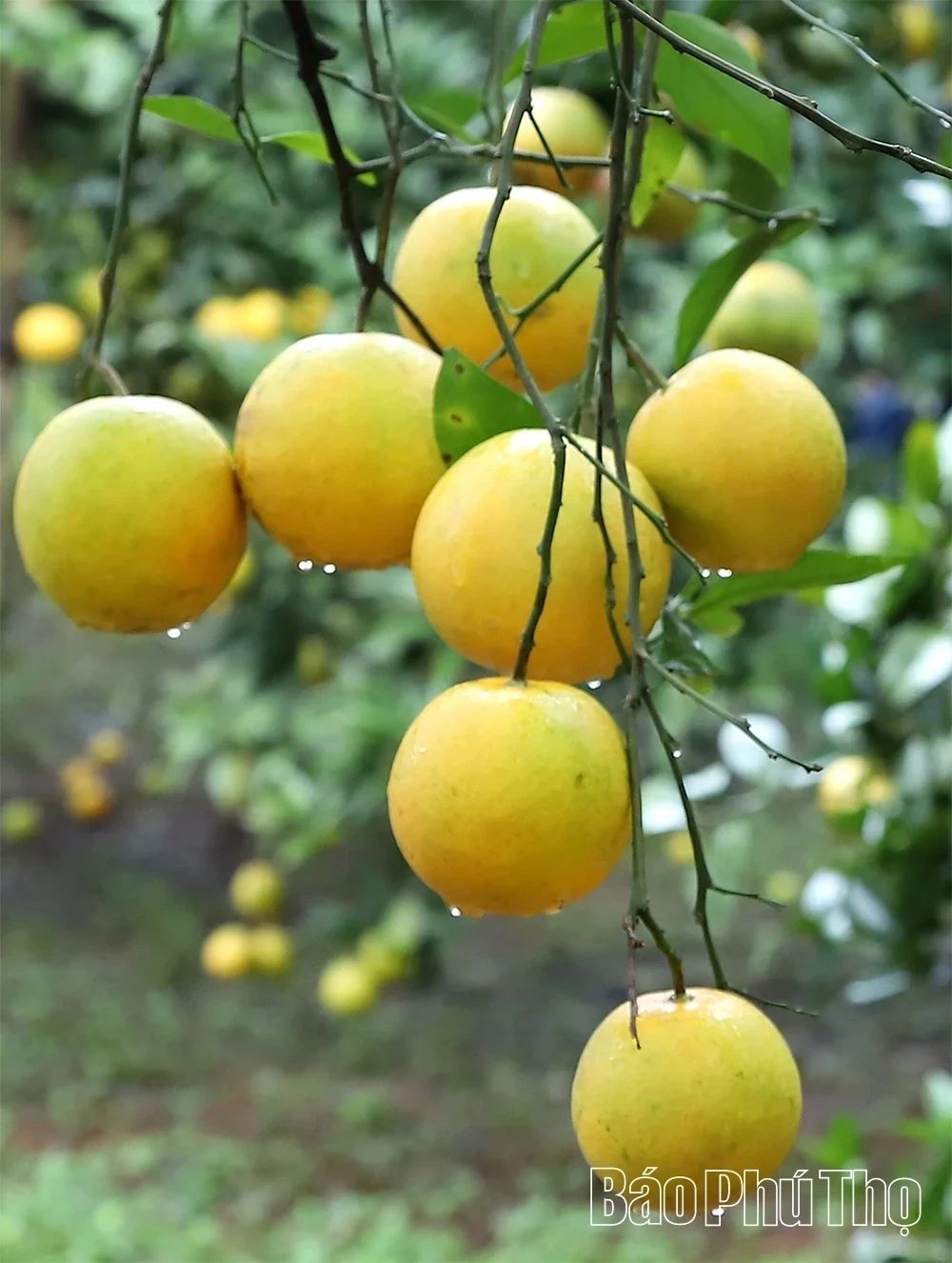 The Sweet Harvest on the Thu Cuc hills