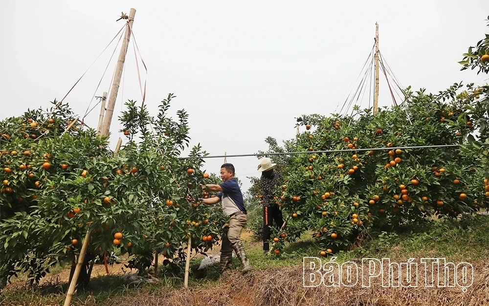 The Sweet Harvest on the Thu Cuc hills